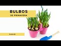 Cómo plantar BULBOS en PRIMAVERA 🌱 Os enseñamos 8 tipos de Bulbos de Flor 🌷 👩‍🌾 Jardinatis