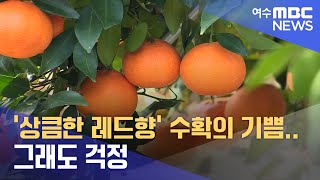 '상큼한 레드향' 수확의 기쁨.. 그래도 걱정 -R (230113금/뉴스데스크)