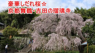 ゆったりと花見を楽しみたいあなたへ☆京都舞鶴の人気桜スポット Special Cherry trees, Kyoto Maizuru