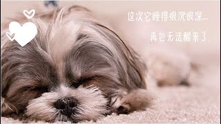 【宠爱有加】去世毛孩的感受和尸体的处理  #Mikeeya #去世的宠物 #它再也醒不来了