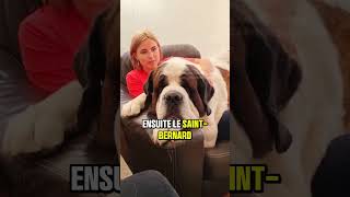 Les 3 races de chiens qui adorent ne rien faire #chien