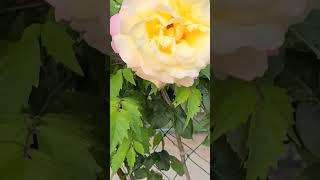 yellow roses  🇰🇷  노란 장미