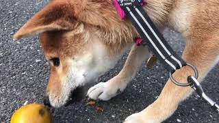 柴犬りり vs 柿の実 20181001