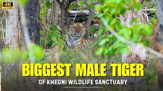 We Found a Huge Male Tiger in Kheoni Wildlife Sanctuary - P4 | 4k