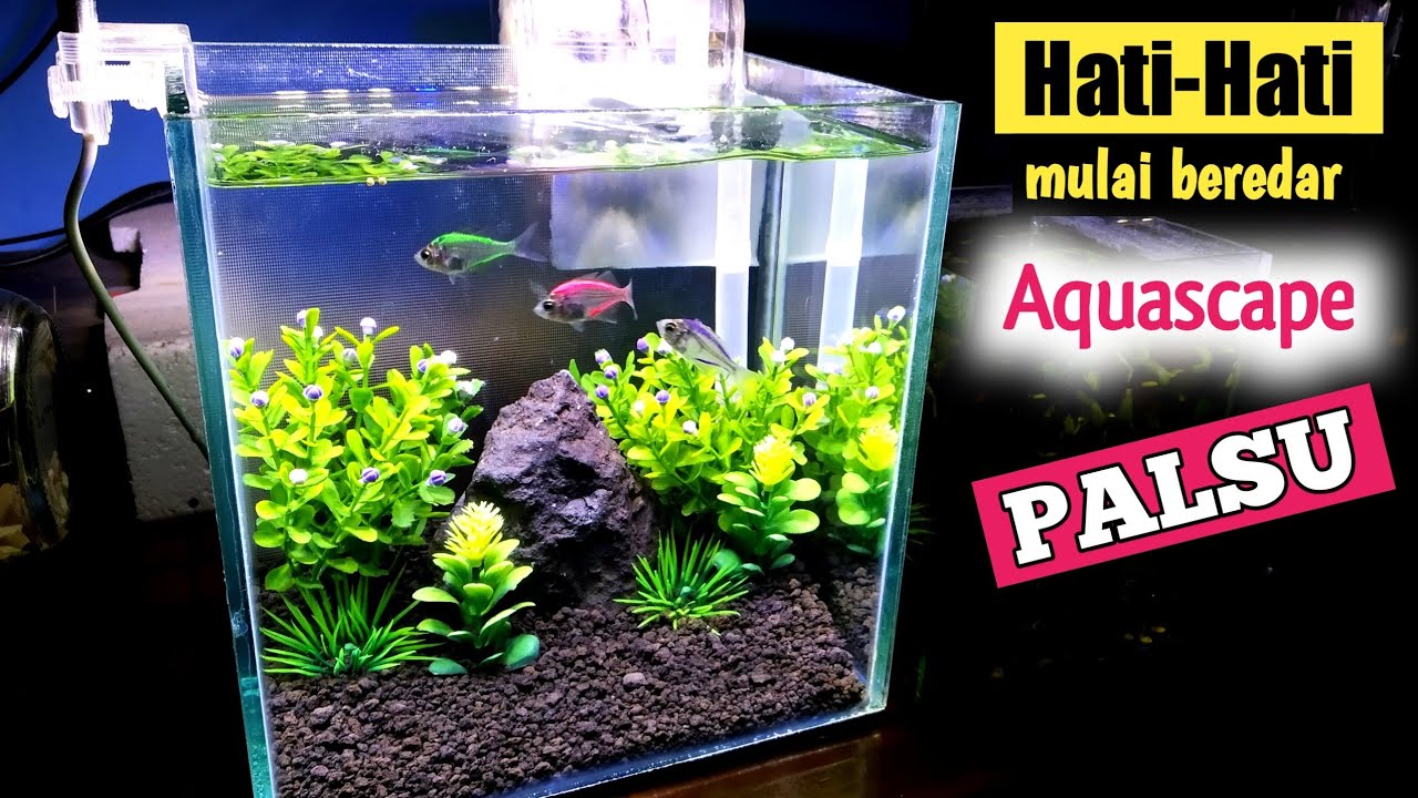 Cara Menghias Aquarium Ikan Hias / Aquarium Ikan Cupang Paling Mudah ...