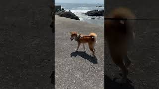 柴犬さん、海岸沿いを歩く。