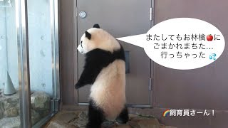 【こパンダ彩浜🌈可愛いサービス😚その2】お林檎にやられたけど独りで遊べたよPanda cub Saihin showing to customers playing around 2.