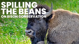 Spilling the Beans on Bison Conservation with David Bruinsma