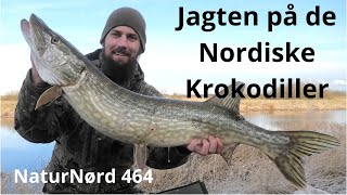 Jagten på 10 kg Gedden. !!!!!!!