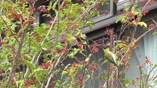 そこらへんで野鳥  メジロたちのお食事団体