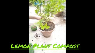 Lemon pode ko compost kaise dete hain | How To compost Lemon Plant