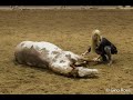 video promozionale  APH fieracavalli 2013 X zebrablond