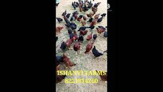 FREE RANGE KADAKNATH AND DESI MURGA FARM. HISAR, HARYANA. VILLAGE:- LADWA. 8221814260