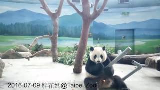 2016-07-09 圓仔破解卡樹的水管 (The Giant Panda Yuan Zai)