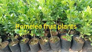 #Babloos sweet lemon /pomeleo fruits plants /sale plants..