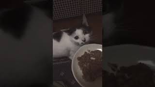 いつもカリカリを食べてる猫さんに高級猫缶をあげてみたら…