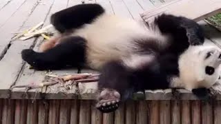 关爱国宝大熊猫🐼🐼🐼 长隆野生动物园 大熊猫亲亲 亲亲跟奶爸日常互动（2）