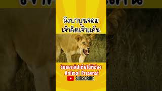 ลิงบาบูนสุดโหด จอมเจ้าคิดเจ้าแค้น #animalpresents #youtubeshorts