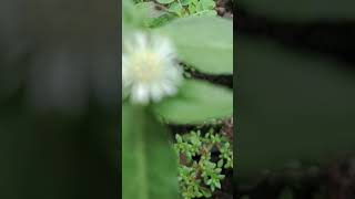 ഈ പൂ എന്താണ് പറയാമോ #garden