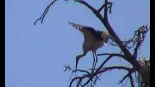 Watching storks at Kemaliye