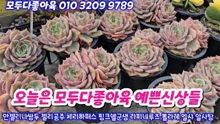 25.2.15 🌸오늘 예쁜군생들 많아요🌸 안젤리나쌍두 젤리공주군생 알사탕 엘샤 라즈아가 체리하퍼스 아모르파티대품🌸 모두다좋아육 010 3209 9789 전국택배가능 유료광고포함