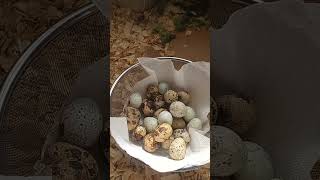 the indoor farmer a guide to growing vegetables and raising Quail at home