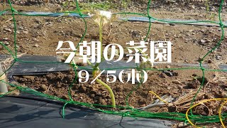 今朝の菜園　060905