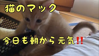 【猫のマック】今日も朝から元気‼️ Kitten Videos