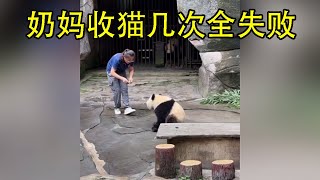 新奶妈收渝爱回家，收了好几次，果果都被骗完了，都还没收回去！#panda #大熊貓