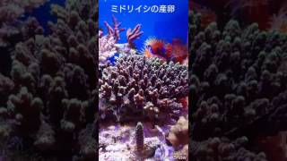 水槽内で珊瑚産卵/Spawning of coral