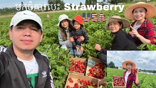 Come to pick strawberry at the farm | មកចំការបេះផ្លែ Strawberry