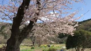 【舞台訪問】アニメ のんのんびより / 小川小学校下里分校 2019.4.9