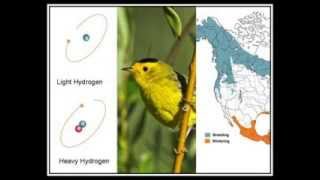 Connecting the Dots for Conservation: From Atoms to Migration Patterns