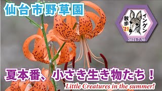 インゲン散歩’21 仙台市野草園06　夏本番、小さき生き物たち！　2021.07.30( Little Creatures in the summer!)