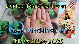 চন্দ্রমল্লিকা 2024-2025 / how to grow chandramallikaন্দ্রমল্লিকা কি ভাবে পিঞ্চিঙ করবো / ২ য় পর্ব