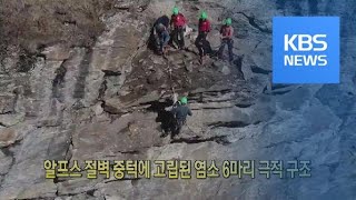 [클릭@지구촌] 알프스 절벽 중턱에 고립된 염소 6마리 극적 구조 / KBS뉴스(News)