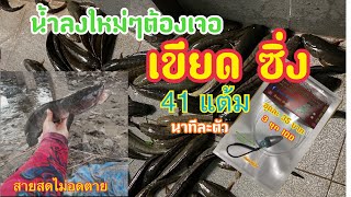 ตกปลาช่อนด้วยเขียดสด หมายดังลพบุรีอีกแล้วครับ น้ำลงใหม่ๆต้องเจอเขียดซิ่ง