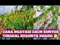 cara mengatasi daun cabe kuning dan rontok