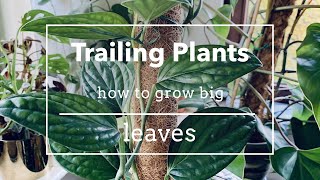 How I grow big leaves on my trailing plants