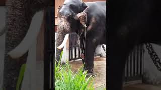 Cherpulassery Manikandan |  Manikandan elephant | Kerala famous elephant |  elephant | #shorts