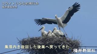 電柱のコウノトリひなが初飛行　福井県坂井市