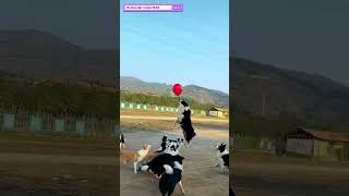 I would DIE laughing for these dogs.. | Funny Dogs 🐕playing