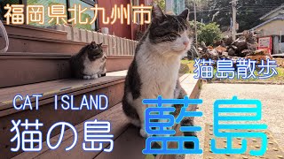 【福岡県北九州市】藍島の猫たちに会いにいきました【猫島】【CatIsland】