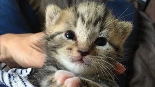 Kitten Helps Human by Crashing Every Office Meeting