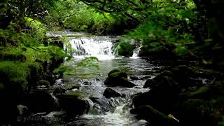 Relaxing Waterfall Nature Sounds-Natural music of Birds Chirping-Sleeping Bird Sound Meditation