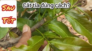 chăm sóc Mai Vàng sau tết | cắt tỉa sao cho đúng cách