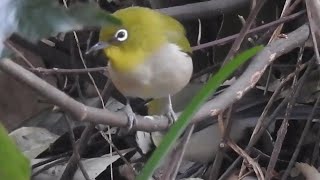 シジュウカラ が メジロ を威嚇した！　　　warbling white-eye　野鳥