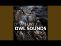 Natural Owl Sounds