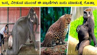 ಜನ್ಮ ನೀಡುವ ಮುಂಚೆ ಈ ಪ್ರಾಣಿಗಳು ಏನು ಮಾಡುತ್ತೆ ಗೊತ್ತಾ || amazing Animals before giving birth