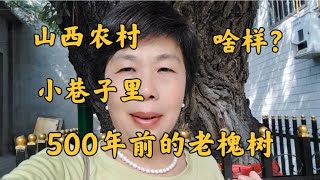 500年的老槐树长在巷子中间，如今啥样？60后大姐带你去看